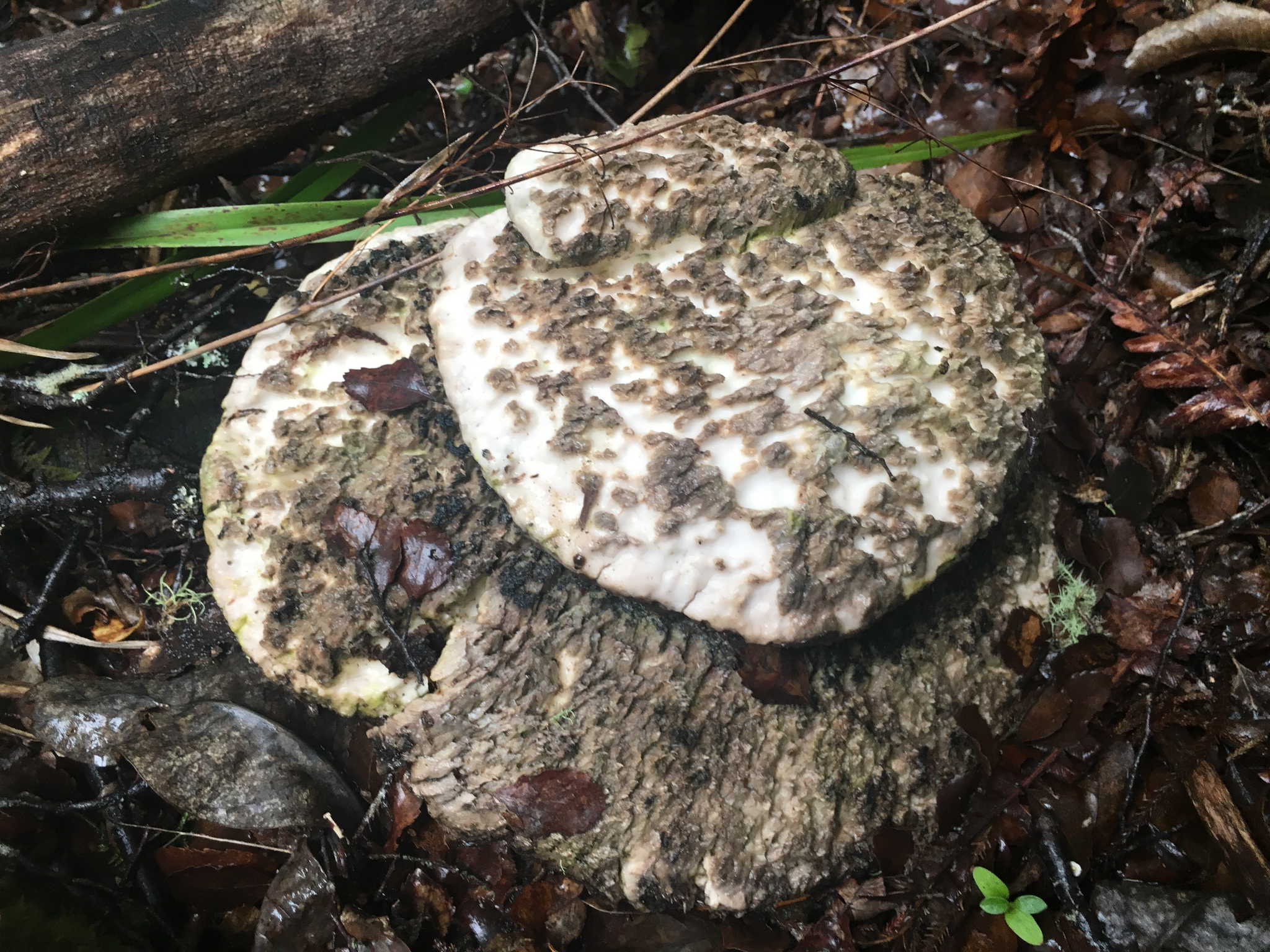 Laetiporus portentosus image