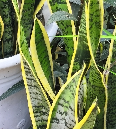 Golden Tree Snake