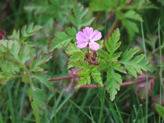 Geranium robertianum