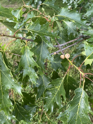 northern red oak