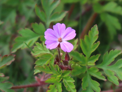 Geranium robertianum