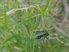 Paracotalpa granicollis