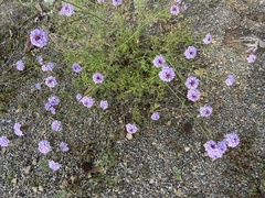 Glandularia lilacina