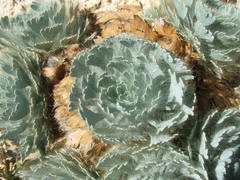 Arctomecon californica