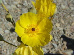 Arctomecon californica