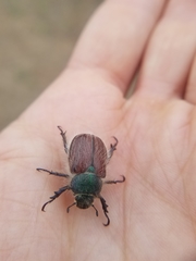 Paracotalpa granicollis