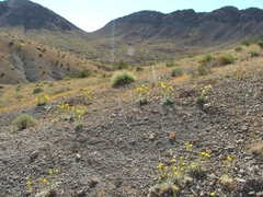 Arctomecon californica