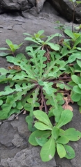 Crepidiastrum lanceolatum