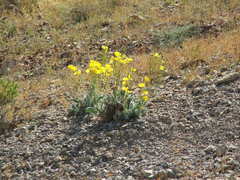 Arctomecon californica