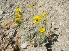 Arctomecon californica