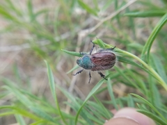 Paracotalpa granicollis