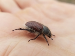 Paracotalpa granicollis