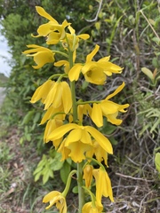 Eulophia flava