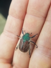 Paracotalpa granicollis