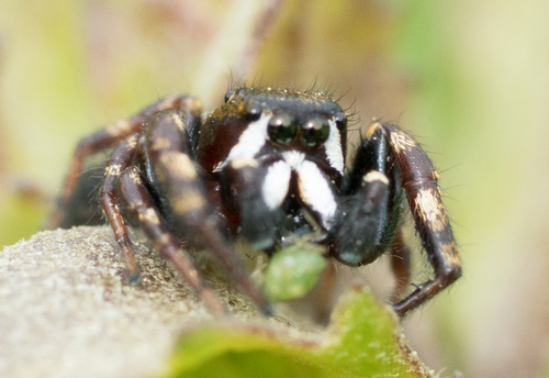 Metaphidippus manni