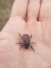 Paracotalpa granicollis