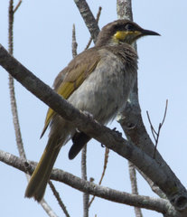 Gavicalis fasciogularis