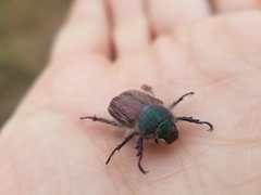 Paracotalpa granicollis