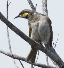 Gavicalis fasciogularis