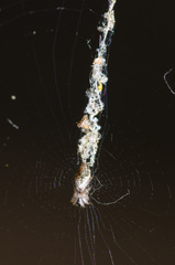 Cyclosa caroli