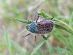 Paracotalpa granicollis