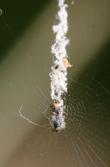 Cyclosa caroli