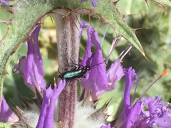 Salvia carduacea