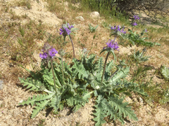 Salvia carduacea