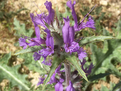 Salvia carduacea