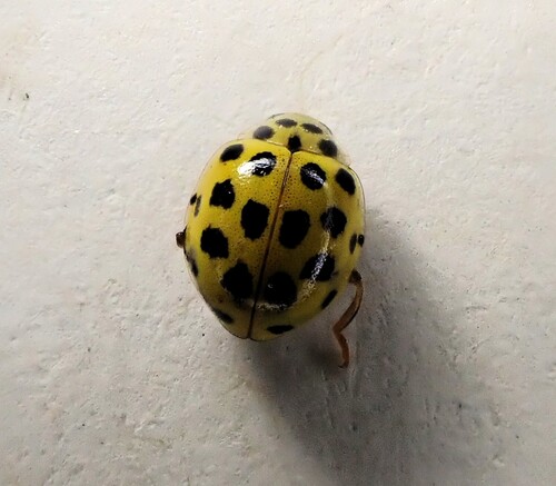 22-spot Ladybird