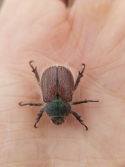 Paracotalpa granicollis