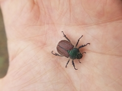 Paracotalpa granicollis