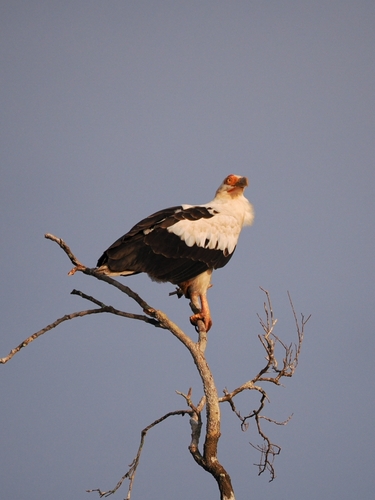 Palm-nut Vulture