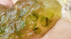 Oophila amblystomatis