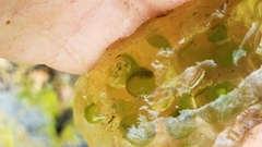 Oophila amblystomatis