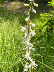 Delphinium carolinianum