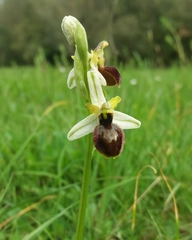 Ophrys exaltata arachnitiformis