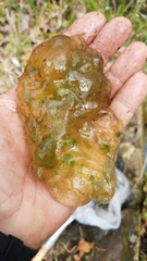 Oophila amblystomatis