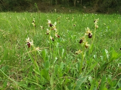 Ophrys exaltata arachnitiformis