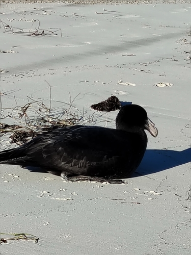 Northern Giant Petrel