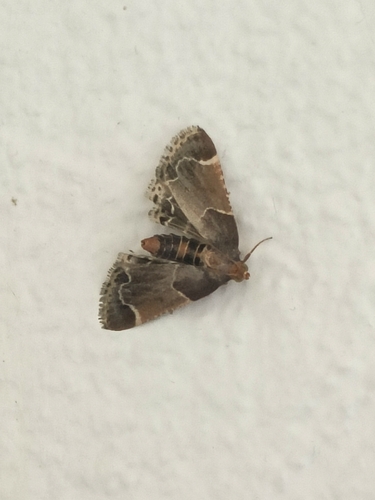Meal moth