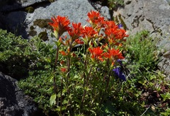 Castilleja hispida hispida