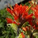 Harsh Indian-Paintbrush - Photo (c) Alex Abair, some rights reserved (CC BY-NC), uploaded by Alex Abair