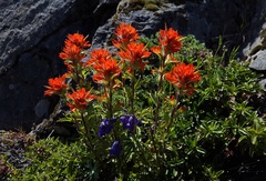 Castilleja hispida hispida