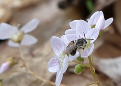 Andrena erigeniae