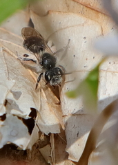 Andrena erigeniae
