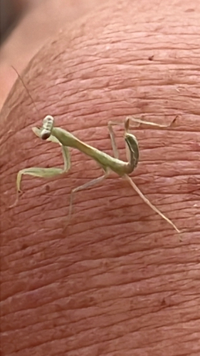 Transcaucasian Giant Mantis