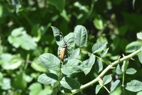 Red Pine Longhorn Beetle