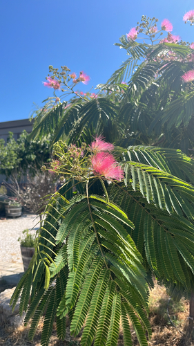 Persian silk tree