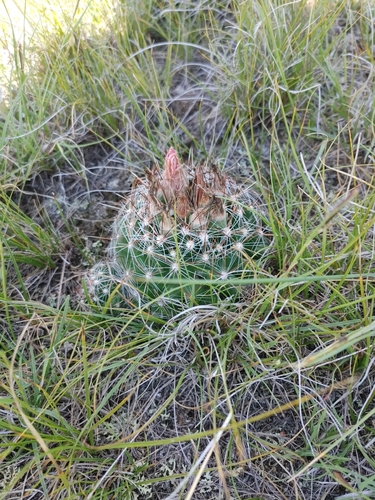 Spinystar